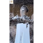 Muela collectors hunting knife