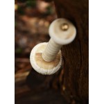 Pugnale del gladiatore con elsa d'osso