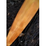 Espada corta celta de bronce